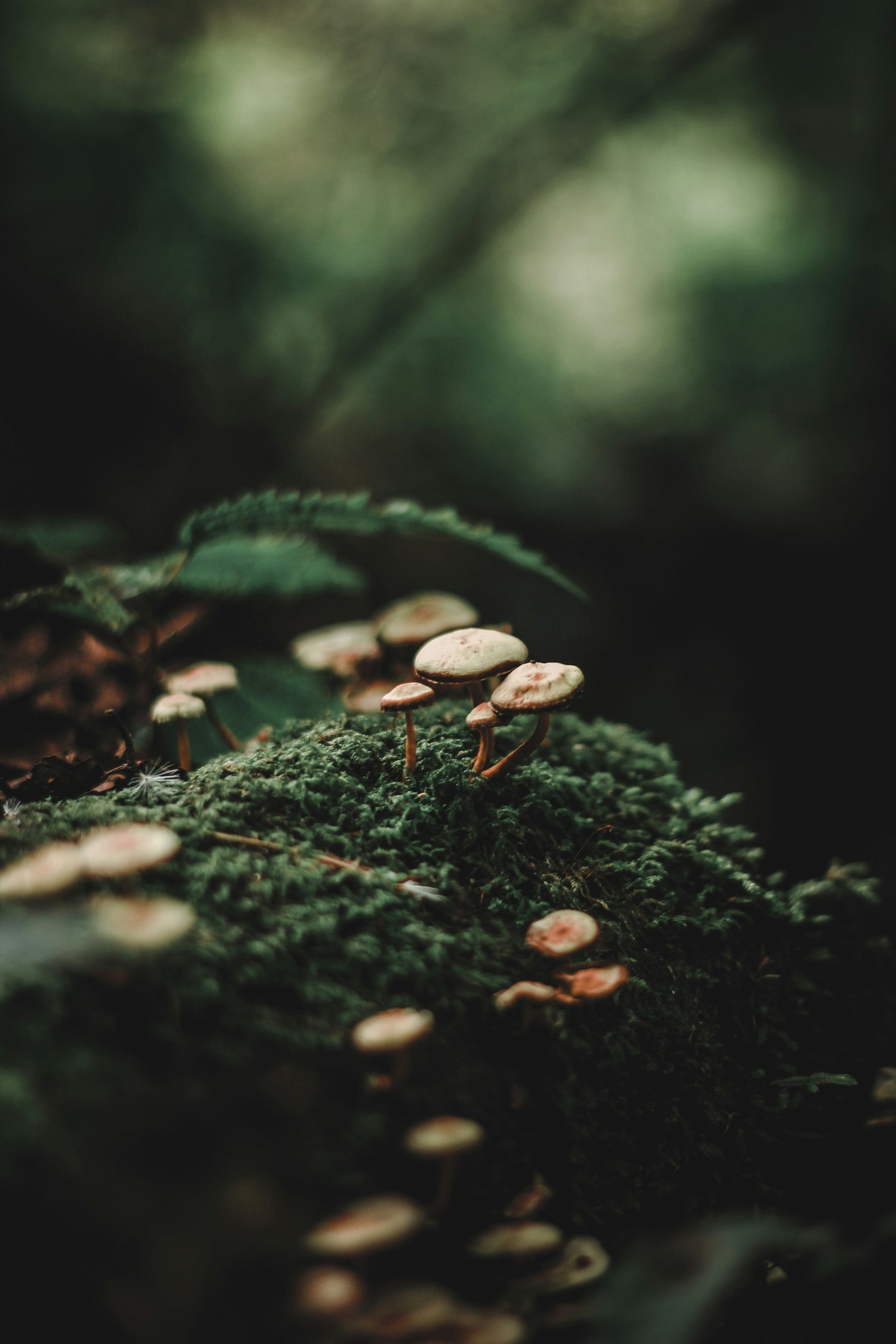 Mushrooms on log covered by green moss. Photo by Alexx Cooper      